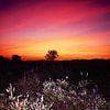 La lande de Blaricum dans sa floraison pourpre du mois d'août avant le lever du soleil sur Jos van den Berg