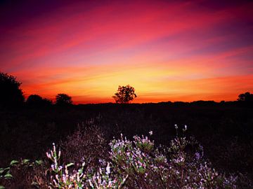 De Blaricum heide in de augustus paarse bloei voor zonsopkomst van Jos van den berg