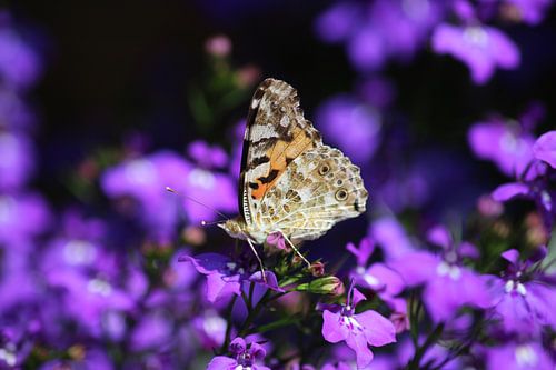 Distelvlinder op paarse bloemen