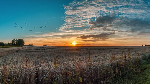 Zonsondergang boven het maïsveld