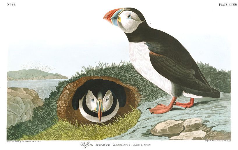 Fratercula par Birds of America