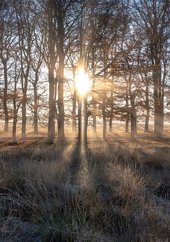 Planken Wambuis part 25