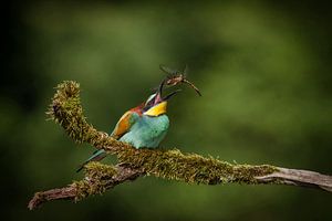 Guêpier avec libellule capturée
