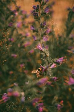 Hommel in veld vol paarse bloemen van Kim Spapens