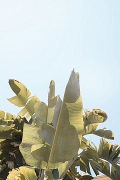 Tropische Bananenpflanzenblätter von Henrike Schenk