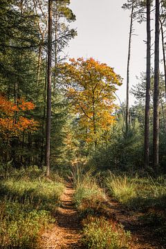 Waldweg im Herbst von Mayra Fotografie