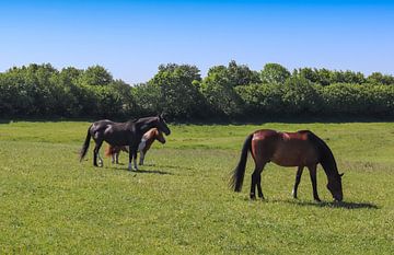 Prachtig panorama van grazende paarden op een groene weide in de zomer van MPfoto71
