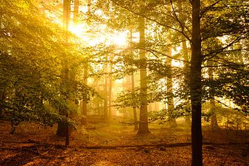 Beech tree forest landscape during a foggy autumn morning by Sjoerd van der Wal Photography