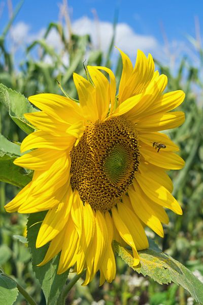 Zonnebloem en bij van Katrin May