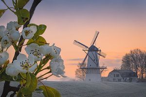 Blüte bei Mill de Vlinder - Betuwe am Morgen - Obstgarten von Marijn Alons