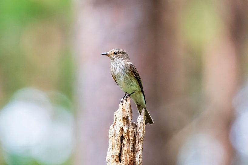 Moucherolle tacheté par Merijn Loch