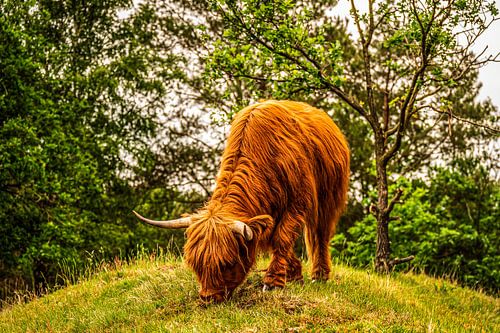 Le Highlander écossais est au pâturage