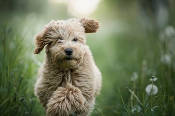 Lopende puppy doodle tussen de paardenbloemen in het gras van Elisabeth Vandepapeliere