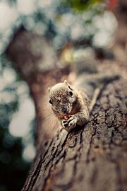 Squirrel eats a nut by Henny Boogert
