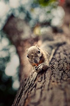 L'écureuil mange une noix sur Henny Boogert