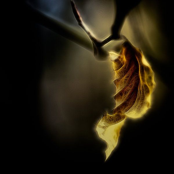 oak leaf by Dick Jeukens