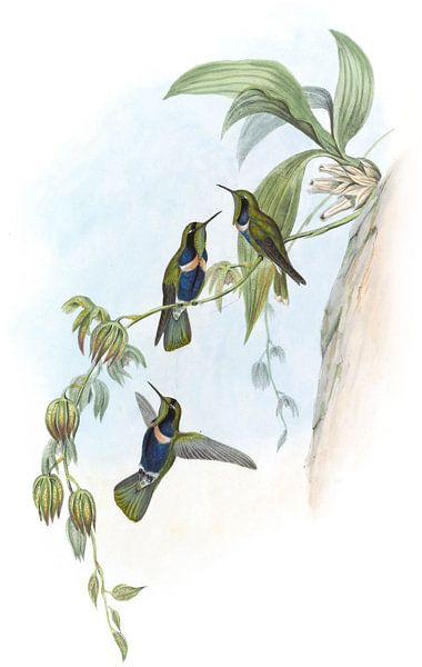 Natterer's Vizor-Träger, John Gould von Hummingbirds