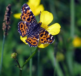 Distelvlinder op boterbloem by richard de bruyn