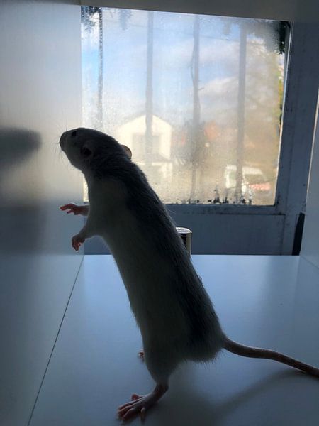 My rat by Kirsten Nilis