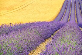 Lavender blossoming in the Provence during summer by Sjoerd van der Wal Photography