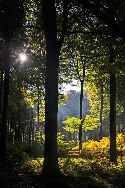 Sonneinstrahlung - Buchenwald Nationalpark Jasmund von GH Foto & Artdesign