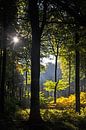 Sonneinstrahlung - Buchenwald Nationalpark Jasmund von GH Foto & Artdesign Miniaturansicht