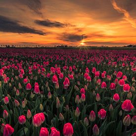 tulips in Obdam by peterheinspictures