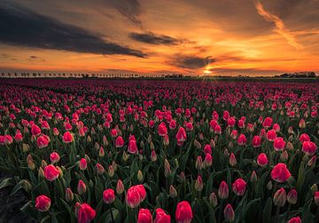 tulpen in Obdam van peterheinspictures