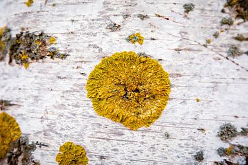 Birch Lichen by VIDEOMUNDUM