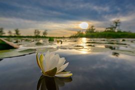 Water lily in the Weerribben-Wieden nature reserve by Sjoerd van der Wal Photography