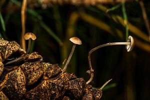 ieniemienie paddenstoelen uit dennenappel