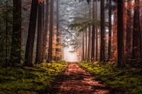 Avenue through the forest