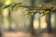 Branch with beech leaves  by Gonnie van de Schans thumbnail