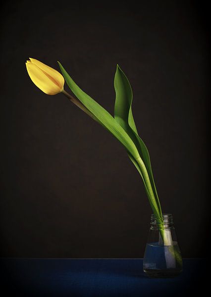 Tulpe vor schwarzem Hintergrund von Koos Hageraats