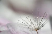 Druppels op bloem
