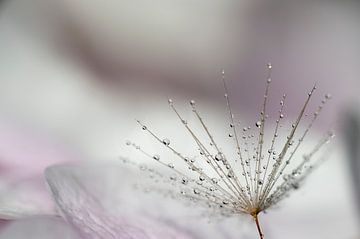 Dandelion seed