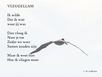 Vleugellam
