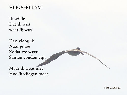 Vleugellam