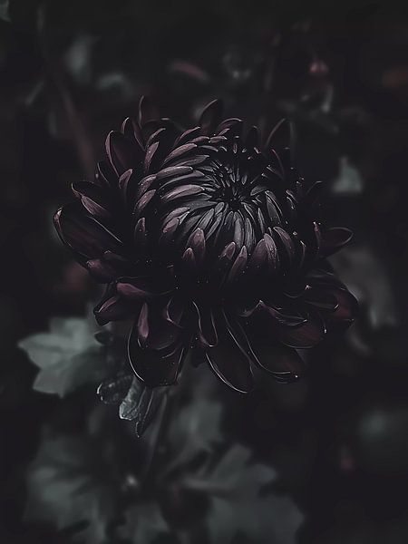 Gothic Garden by haroulita