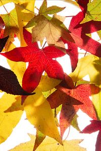 Feuilles d'automne Acer Maple