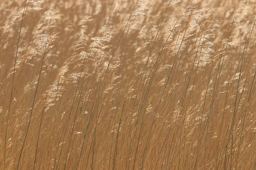 Brown grass cane with feathers by Bobsphotography