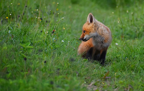 Een jonge vos in de lente