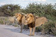 Twee leeuwen staan langs de weg van OCEANVOLTA thumbnail