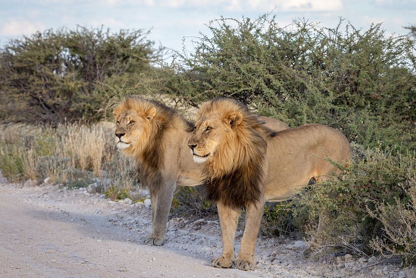 Twee leeuwen staan langs de weg van OCEANVOLTA