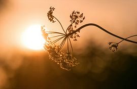 Zonsondergang van Aline Nijland