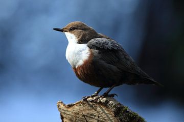 Dipper Duitsland van Frank Fichtmüller