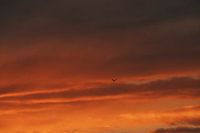 Free as a bird