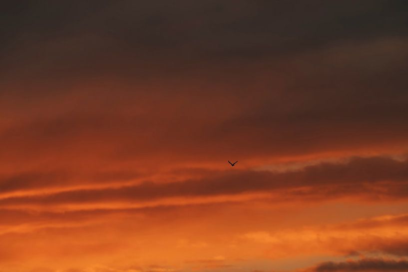 Libre comme un oiseau par Lukas Frank