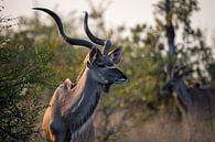 De grote koedoe | Zuid-Afrika | Krugerpark van Claudia van Kuijk thumbnail