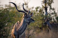 De grote koedoe | Zuid-Afrika | Krugerpark